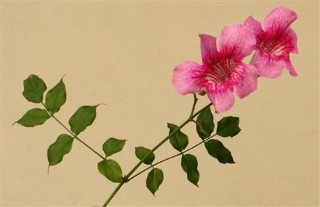 Podranea brycei